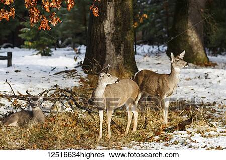 Stock Photograph - Mule deer (Odocoileus hemionus) does and fawn in the snow, Yosemite National Park; California, United States of America. Fotosearch