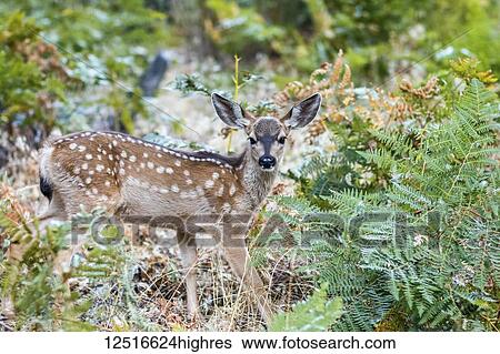 Mule deer (Odocoileus hemionus) fawn, Yosemite National Park; California, United States of America View Large Photo Image Stock Photograph - Mule deer (Odocoileus hemionus) fawn, Yosemite National Park; California, United States of America. Fotosearch