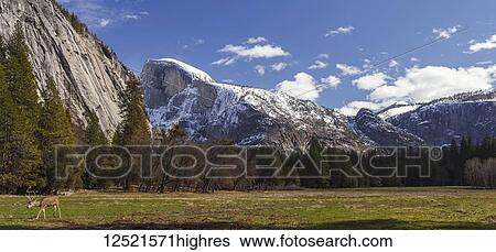 Mule deer (Odocoileus hemionus) in Yosemite Valley, Yosemite National Park; California, United States of America View Large Photo Image Stock Photograph - Mule deer (Odocoileus hemionus) in Yosemite Valley, Yosemite National Park; California, United States of America. Fotosearch