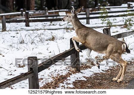 Mule deer (Odocoileus hemionus) jumping a fence in Yosemite Valley, Yosemite National Park; California, United States of America View Large Photo Image Stock Photograph - Mule deer (Odocoileus hemionus) jumping a fence in Yosemite Valley, Yosemite National Park; California, United States of America. Fotosearch