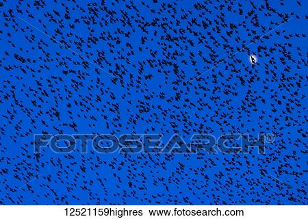 Stock Photograph - Murmuration of starlings at dusk in front of the moon, RSPB Reserve Minsmere, Suffolk, England. Fotosearch