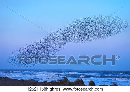 Stock Photograph - Murmuration of starlings at dusk, RSPB Reserve Minsmere, Suffolk, England. Fotosearch