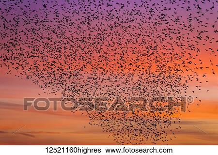 Murmuration of starlings at dusk, RSPB Reserve Minsmere, Suffolk, England View Large Photo Image Stock Photograph - Murmuration of starlings at dusk, RSPB Reserve Minsmere, Suffolk, England. Fotosearch