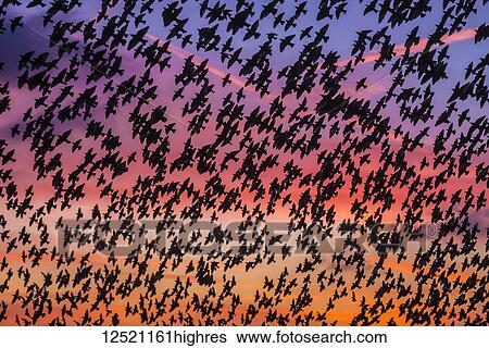 Murmuration of starlings at dusk, RSPB Reserve Minsmere, Suffolk, England View Large Photo Image Stock Photograph - Murmuration of starlings at dusk, RSPB Reserve Minsmere, Suffolk, England. Fotosearch