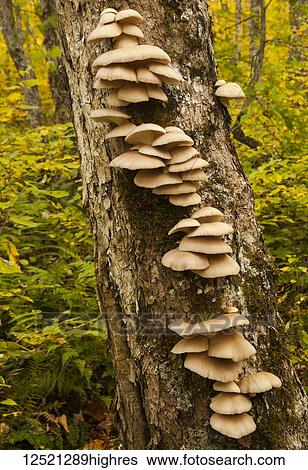 Stock Photograph - Mushrooms growing along a tree trunk, Gully Lake Trail; Nova Scotia, Canada. Fotosearch