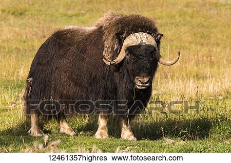 Muskox (ovibos moschatus), captive; Yukon Territory, Canada View Large Photo Image Stock Photograph - Muskox (ovibos moschatus), captive; Yukon Territory, Canada. Fotosearch