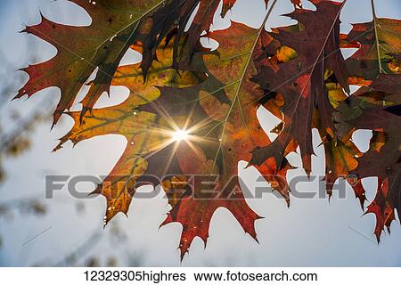 Stock Photograph - Nature. Fotosearch