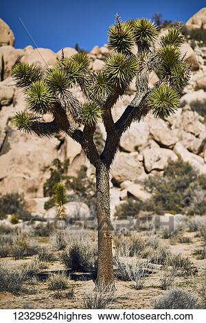 Stock Photograph - Nature. Fotosearch