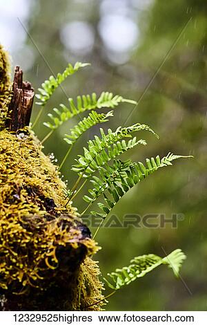 Stock Photograph - Nature. Fotosearch