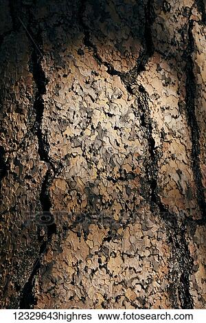 Stock Photograph - Nature. Fotosearch