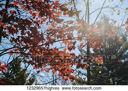 Stock Photograph - Nature. Fotosearch