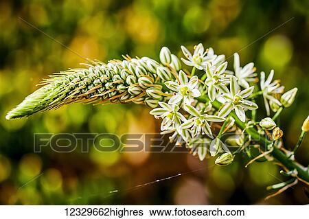 Stock Photograph - Nature. Fotosearch