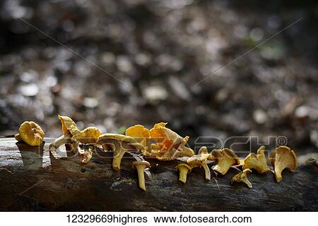 Stock Photograph - Nature. Fotosearch