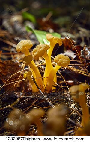 Stock Photograph - Nature. Fotosearch