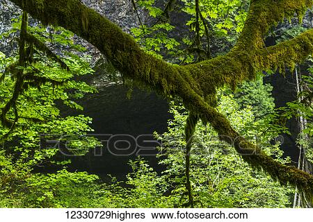Stock Photograph - Nature. Fotosearch