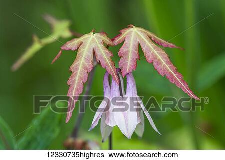 Nature View Large Photo Image Stock Photograph - Nature. Fotosearch