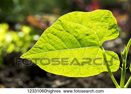 Nature View Large Photo Image Stock Photograph - Nature. Fotosearch