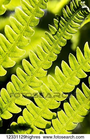 Nature View Large Photo Image Stock Photograph - Nature. Fotosearch