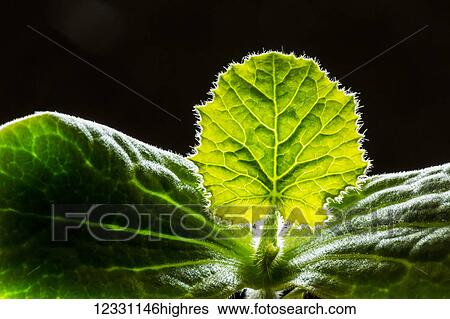 Nature View Large Photo Image Stock Photograph - Nature. Fotosearch