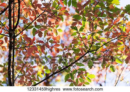 Nature View Large Photo Image Stock Photograph - Nature. Fotosearch