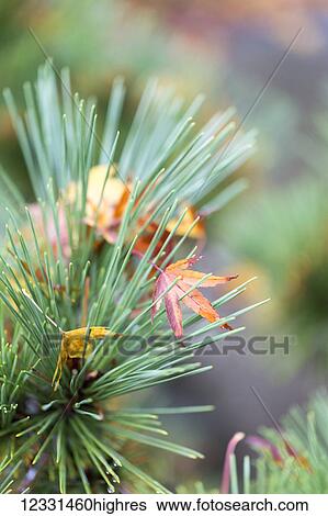 Nature View Large Photo Image Stock Photograph - Nature. Fotosearch