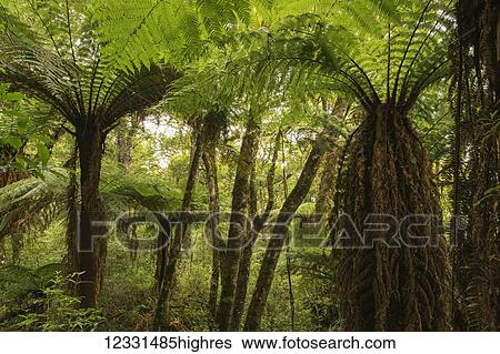 Stock Photograph - Nature. Fotosearch