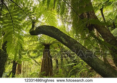 Stock Photograph - Nature. Fotosearch