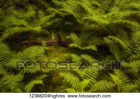 Nature View Large Photo Image Stock Photograph - Nature. Fotosearch