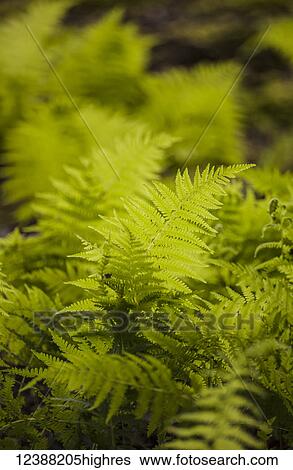 Nature View Large Photo Image Stock Photograph - Nature. Fotosearch