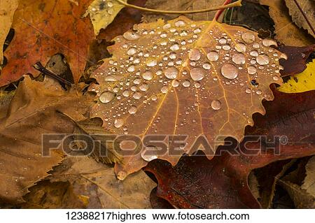 Nature View Large Photo Image Stock Photograph - Nature. Fotosearch