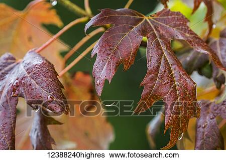 Stock Photograph - Nature. Fotosearch