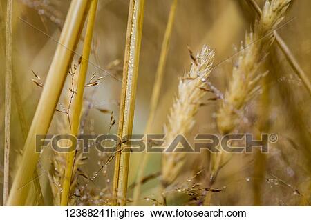 Stock Photograph - Nature. Fotosearch