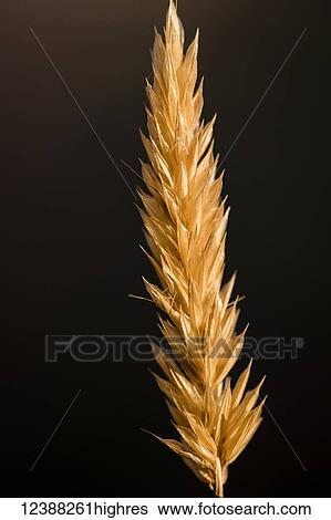 Stock Photograph - Nature. Fotosearch