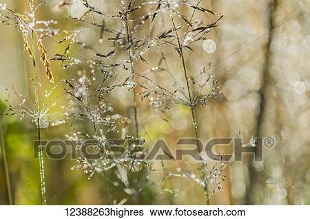 Nature View Large Photo Image Stock Photograph - Nature. Fotosearch