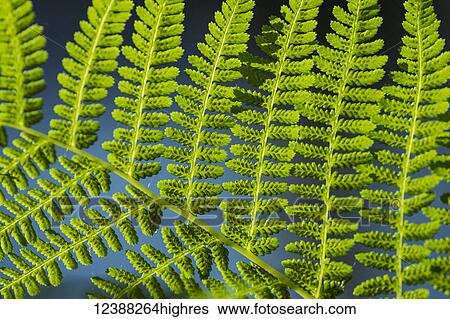 Stock Photograph - Nature. Fotosearch