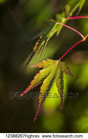 Stock Photograph - Nature. Fotosearch
