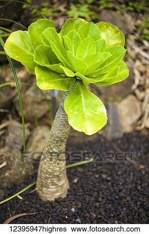 Nature View Large Photo Image Stock Photograph - Nature. Fotosearch