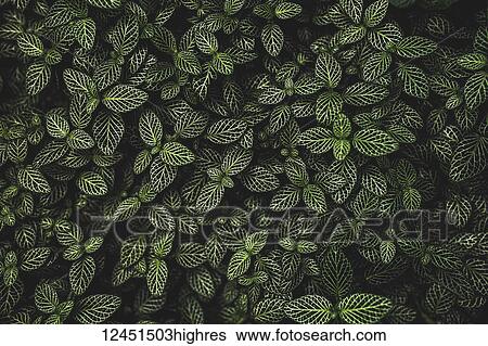 Stock Photograph - Nature. Fotosearch