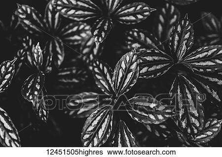 Stock Photograph - Nature. Fotosearch