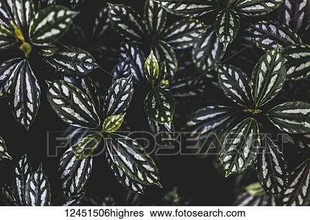 Stock Photograph - Nature. Fotosearch