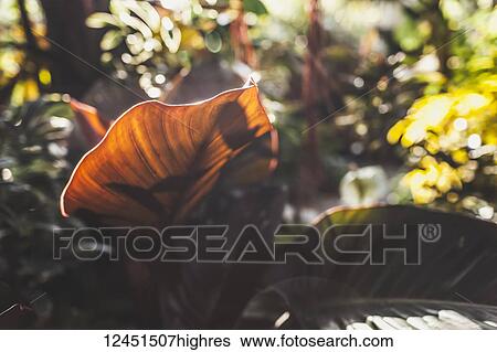Stock Photograph - Nature. Fotosearch
