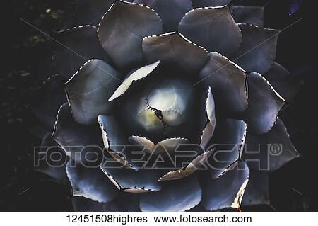 Stock Photograph - Nature. Fotosearch