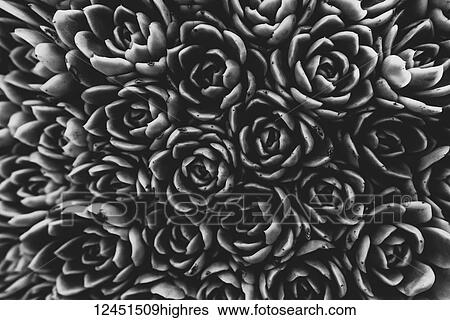 Stock Photograph - Nature. Fotosearch