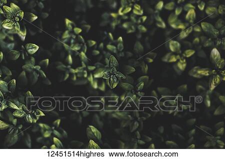 Stock Photograph - Nature. Fotosearch