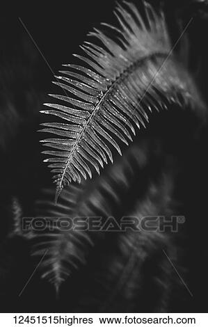 Nature View Large Photo Image Stock Photograph - Nature. Fotosearch