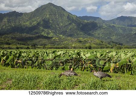 Stock Photograph - Nene (Branta sandvicensis) and taro patches, Hanalei National Wildlife Refuge, Hanalei Valley; Hanalei, Kauai, Hawaii, United States of America. Fotosearch