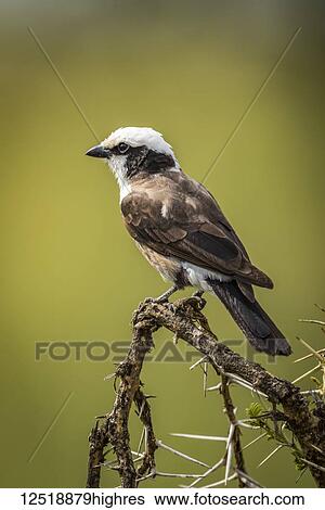 Northern white-crowned shrike (Eurocephalus rueppelli) facing left on branch, Serengeti National Park; Tanzania View Large Photo Image Stock Photograph - Northern white-crowned shrike (Eurocephalus rueppelli) facing left on branch, Serengeti National Park; Tanzania. Fotosearch