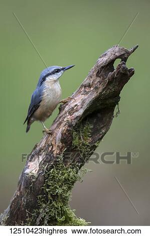 Nuthatch (Sittidae) with it's blue plumage perched on a dead tree branch with a green background; Dumfries and Galloway, Scotland View Large Photo Image Stock Photograph - Nuthatch (Sittidae) with it's blue plumage perched on a dead tree branch with a green background; Dumfries and Galloway, Scotland. Fotosearch