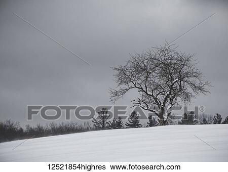 Stock Photograph - Old apple tree against a gray sky on a stormy winter day; South Stukely, Quebec, Canada. Fotosearch