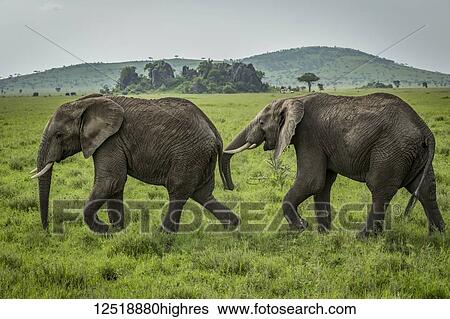 Stock Photograph - One African elephant (Loxodonta africana) follows another on grassland, Serengeti National Park; Tanzania. Fotosearch